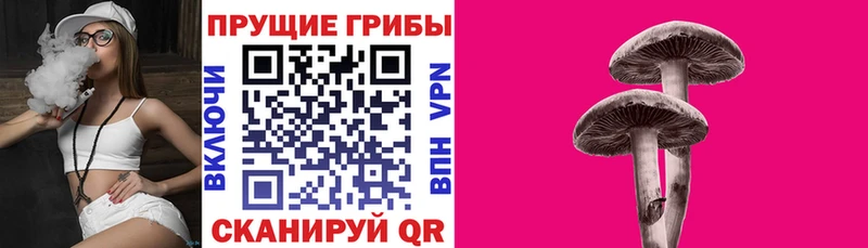 Купить где  Дно  Галлюциногенные грибы Magic Shrooms 